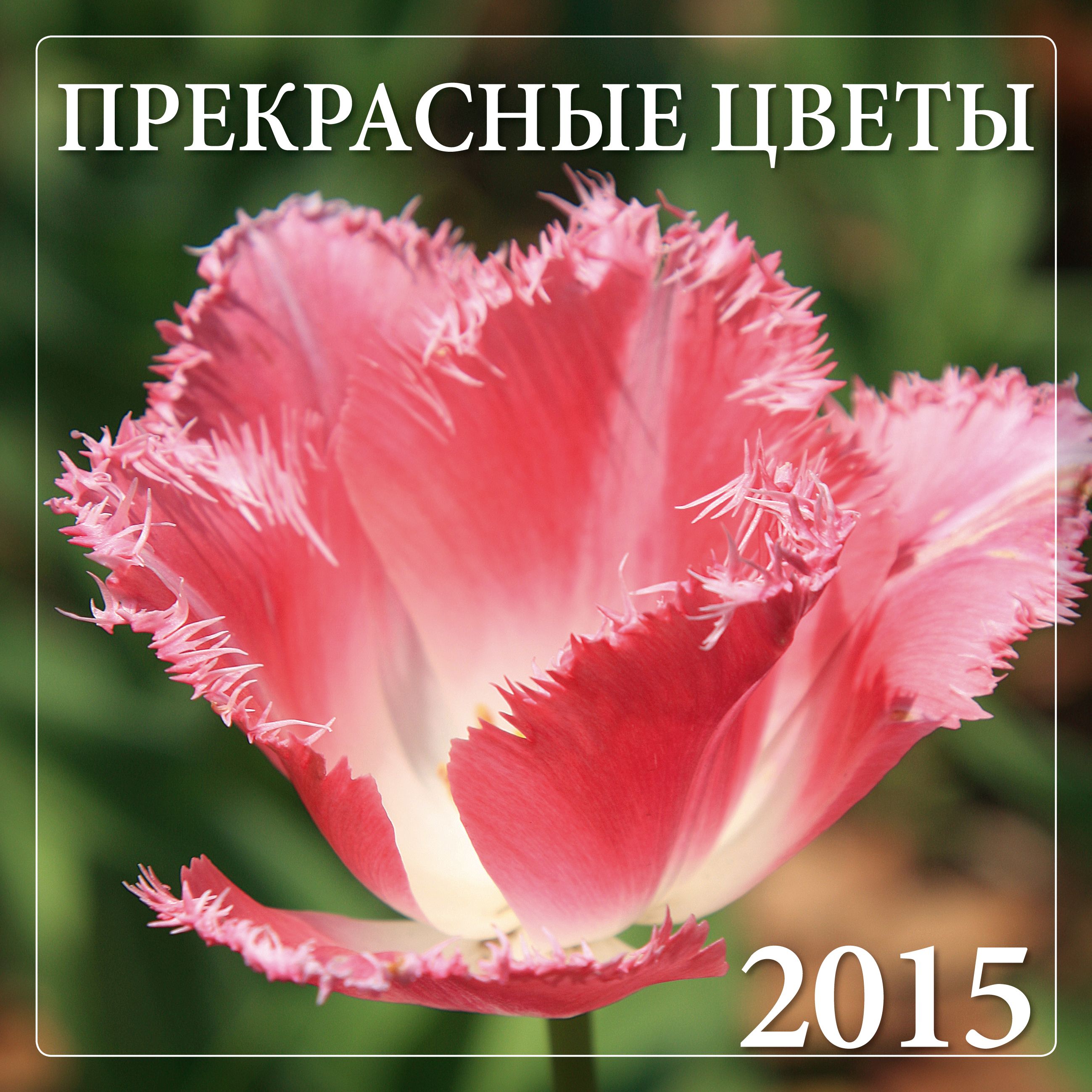 Цветы 2015. 