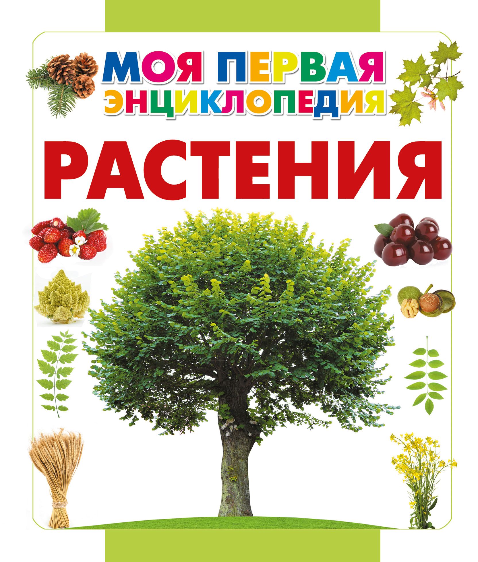 Книга растений. Растения. Энциклопедия. Энциклопедия растений для детей. Книги о растениях. Книги о растениях для детей.