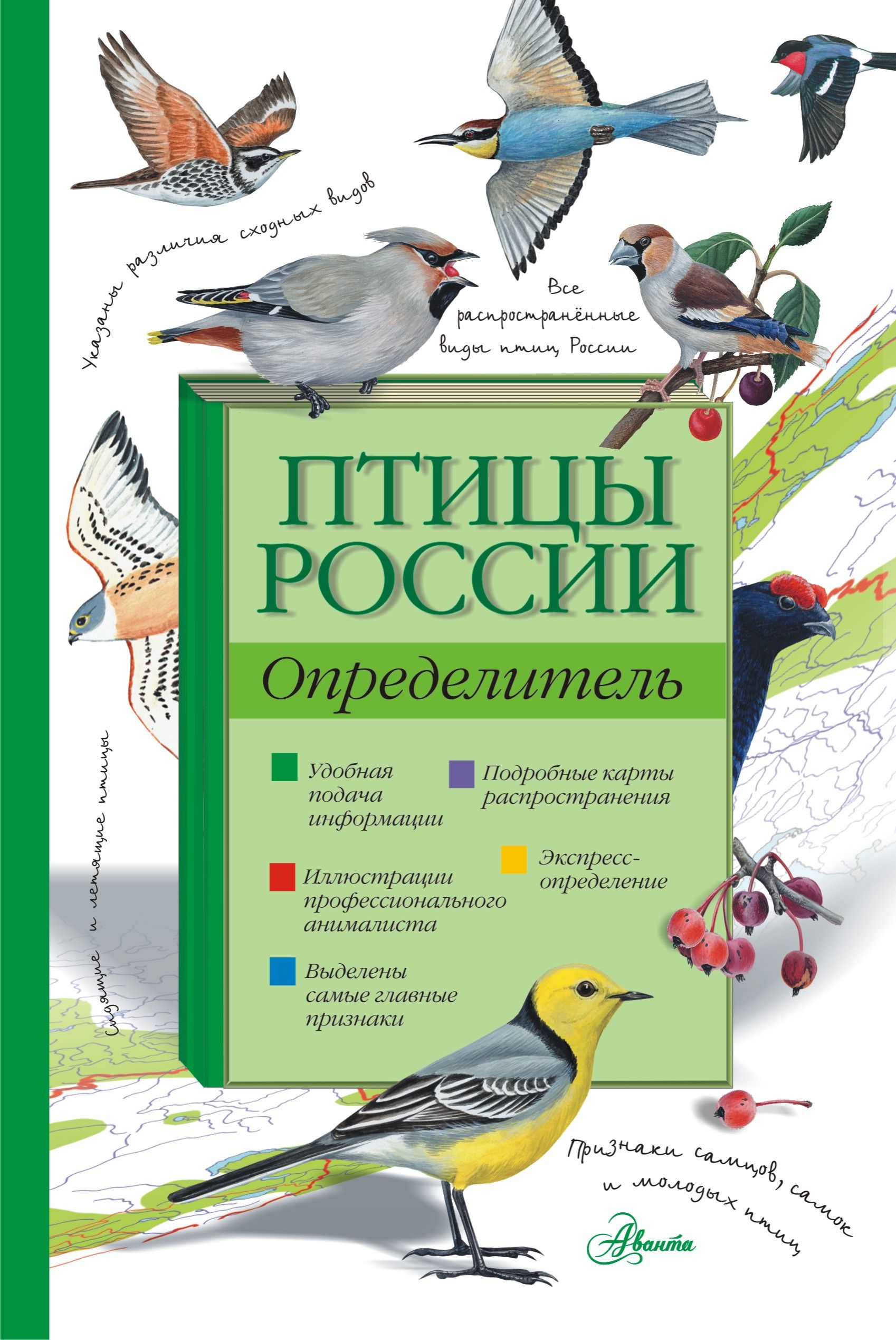 Определитель птиц. Птицы России. Определитель | Волцит п.м., Мосалов а.а.скачать. Определитель птиц Мосалов. Мосалов, Волцит: птицы России. Определитель. Птицы России определитель Мосалов.